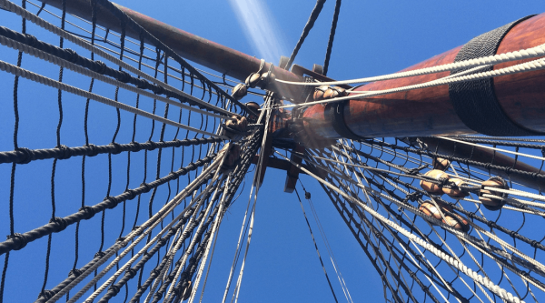 Vom Dickicht ins Krähennest