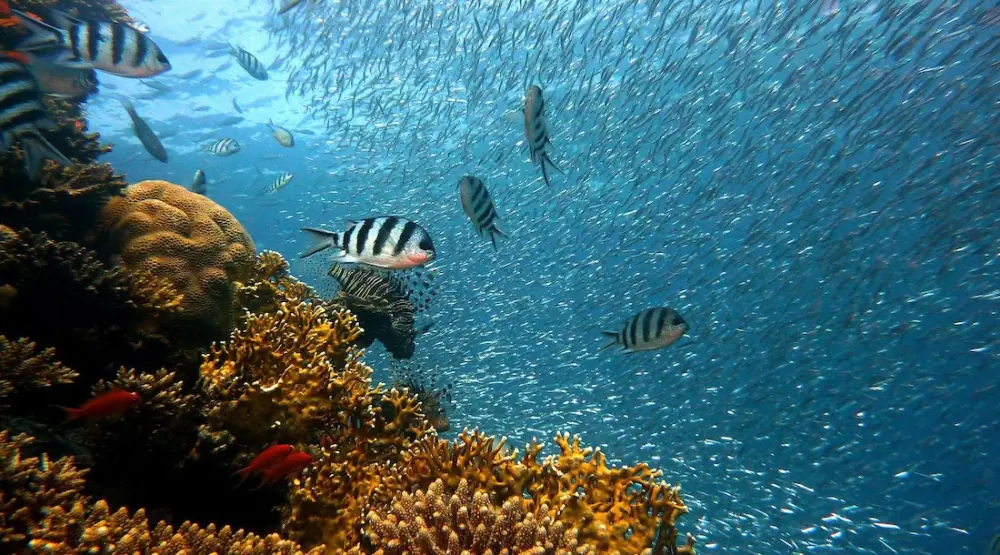 Fischen, nicht Fische